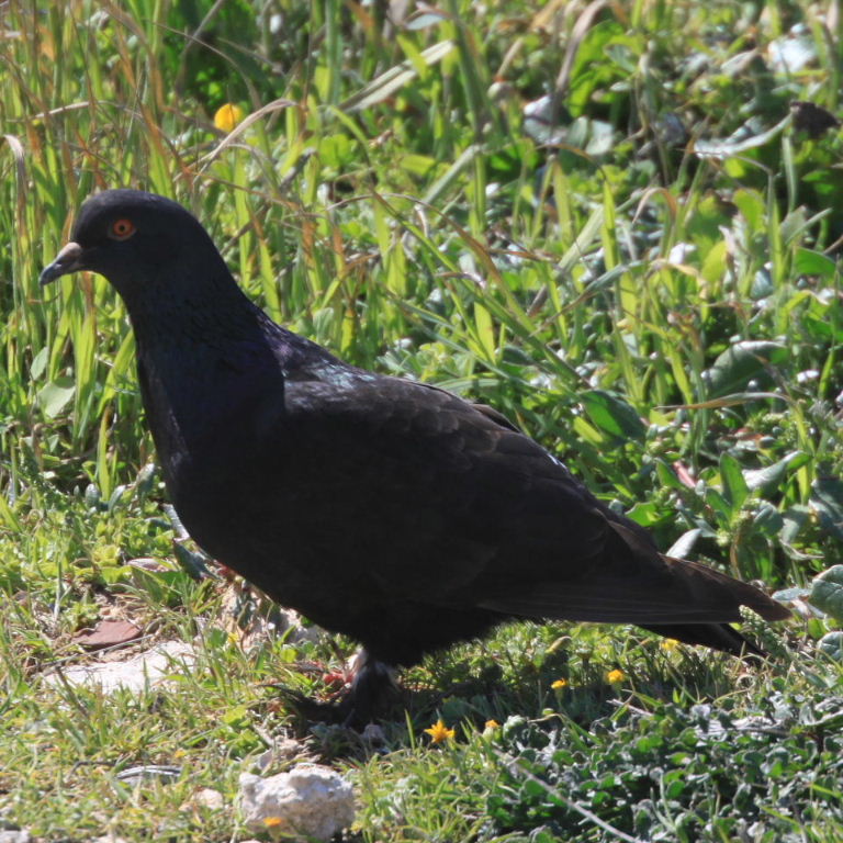 melanistic pigeon