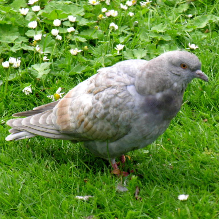 Pigeon
