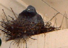 Pigeon on anti-pigeon spikes