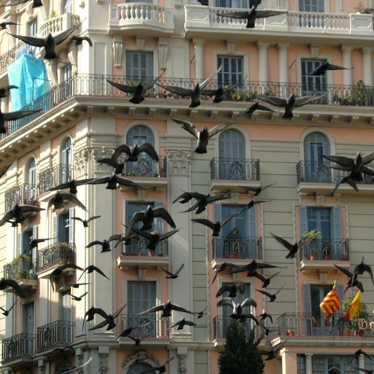 Pigeons in Barcelona