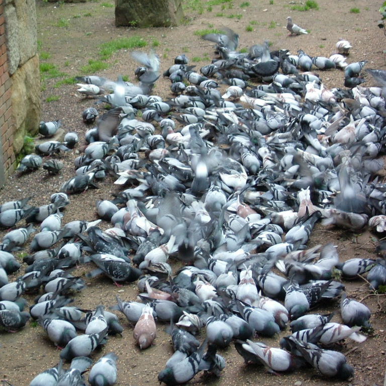 Pigeons in Barcelona