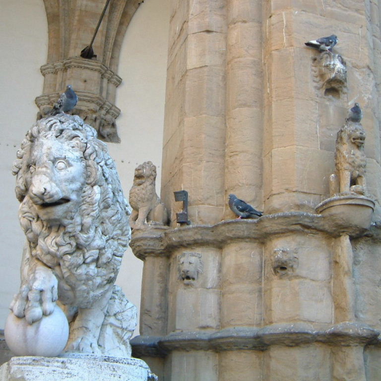 Pigeons in Florence