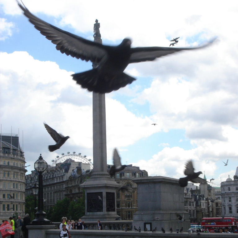 Pigeons in Trafalgar Square
