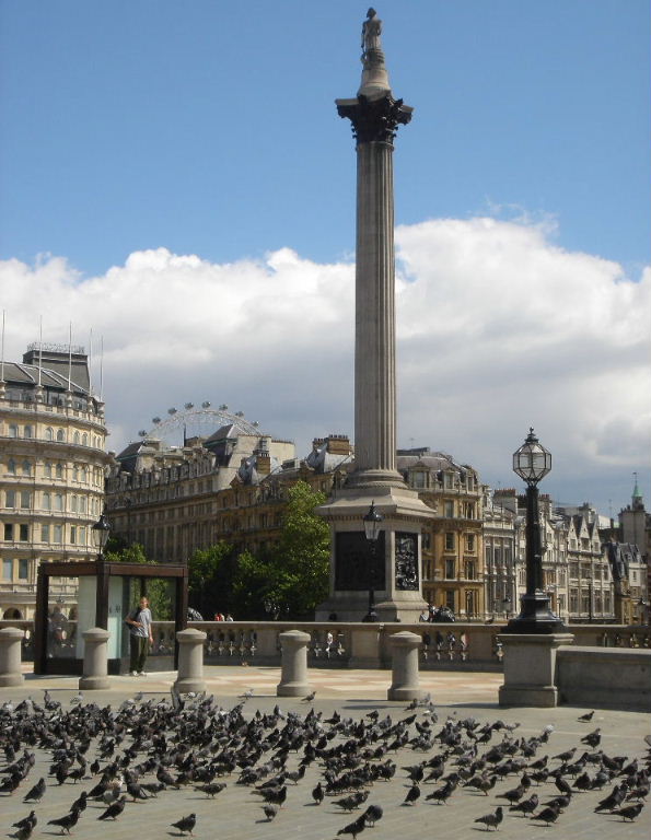 Pigeons in Trafalgar Square