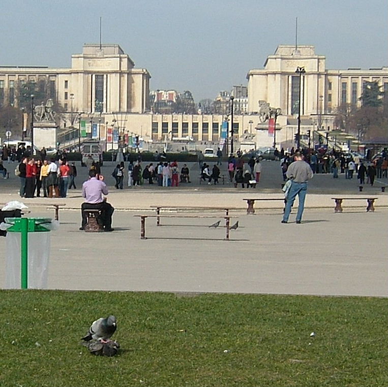 Pigeons in Paris