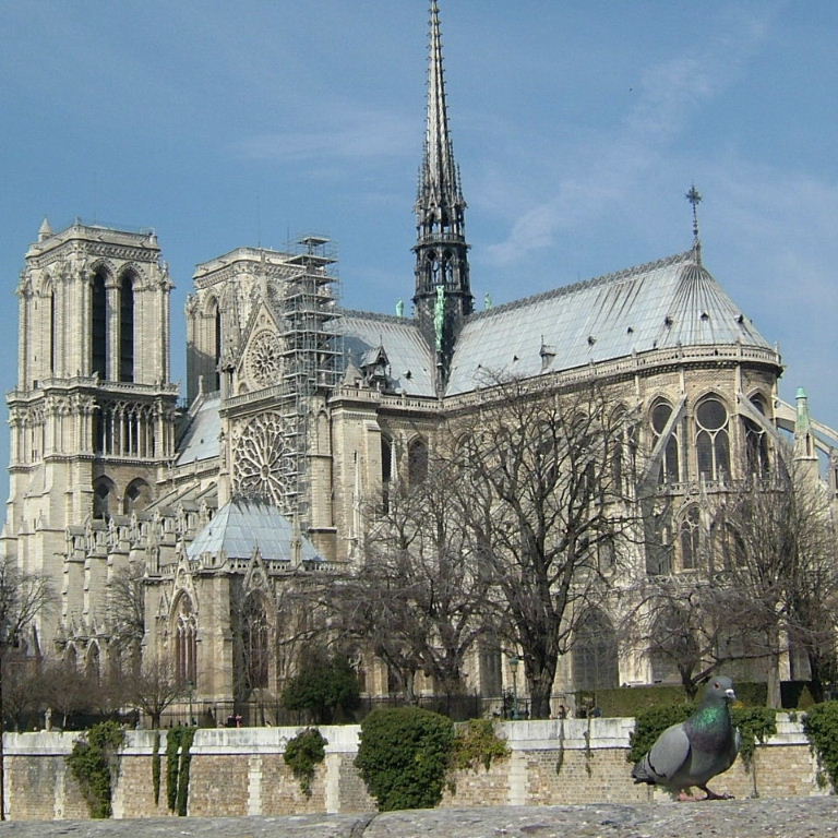 Pigeon in Paris