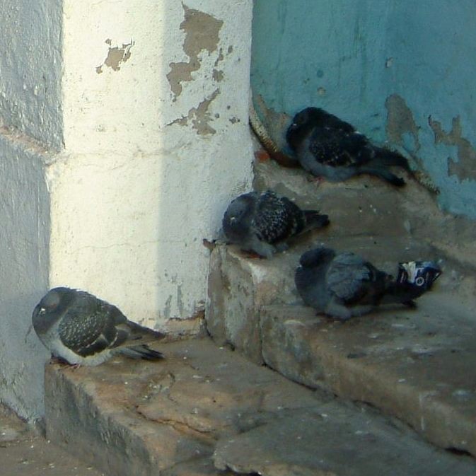 Pigeons in Moscow