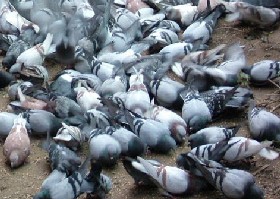 Pigeons in cities