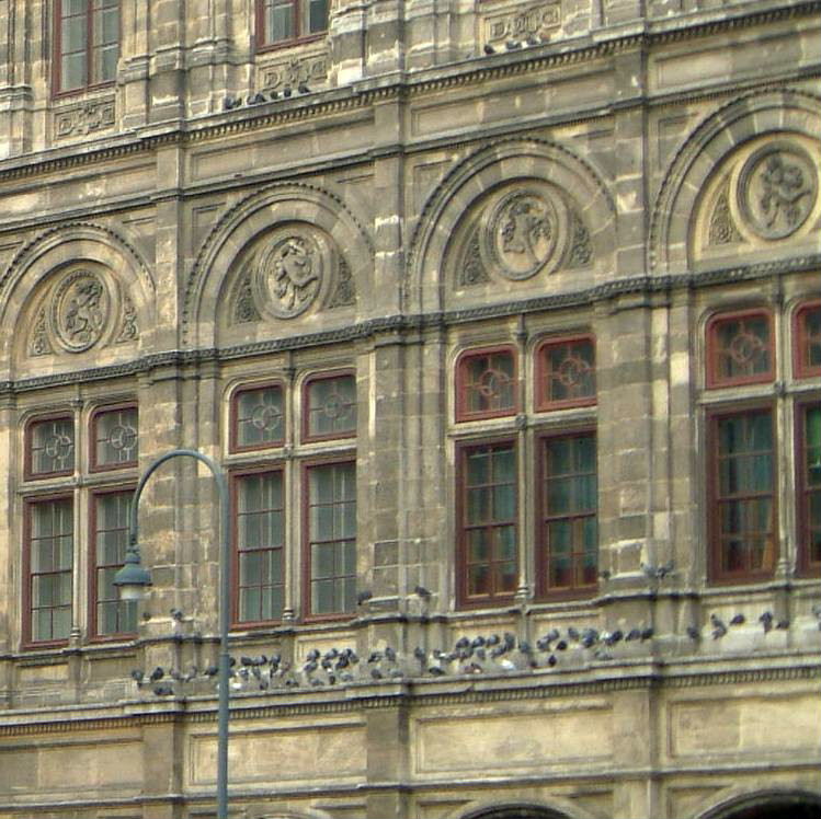 Pigeons in Vienna - Opera House