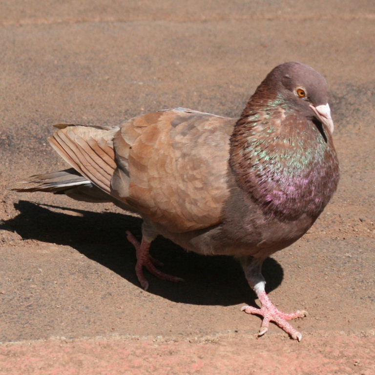 Pigeon courting