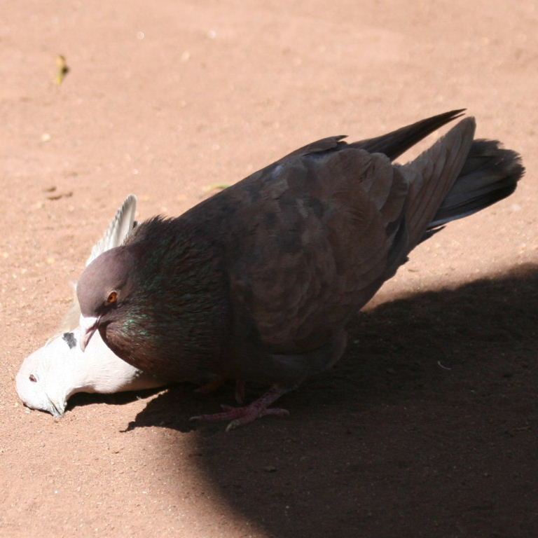 Pigeon courting