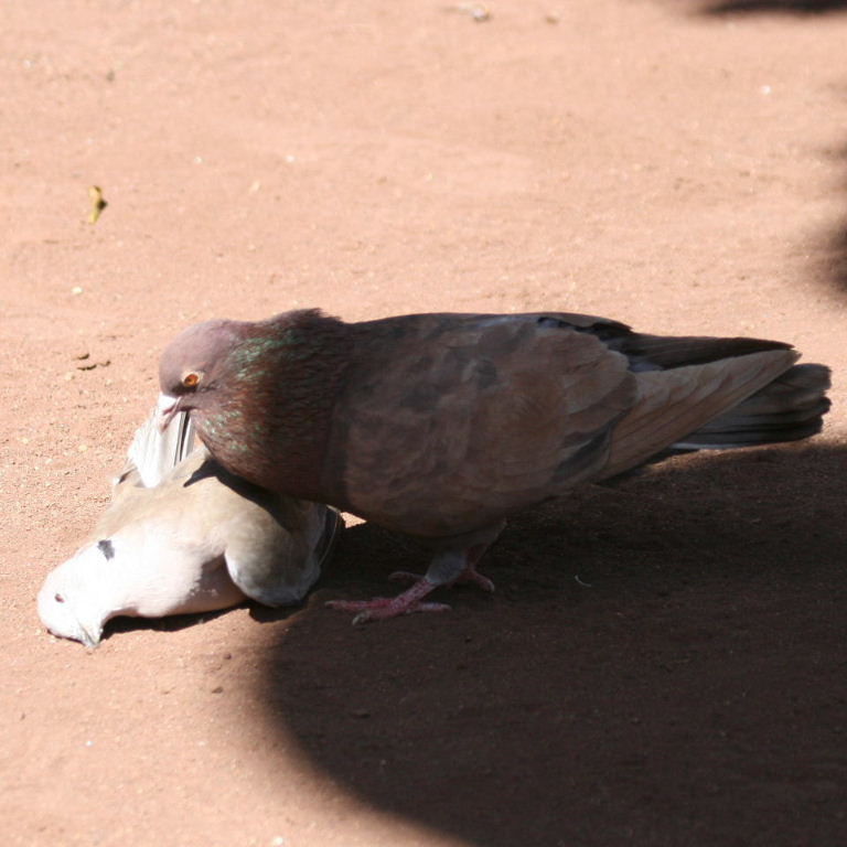 Pigeon courting