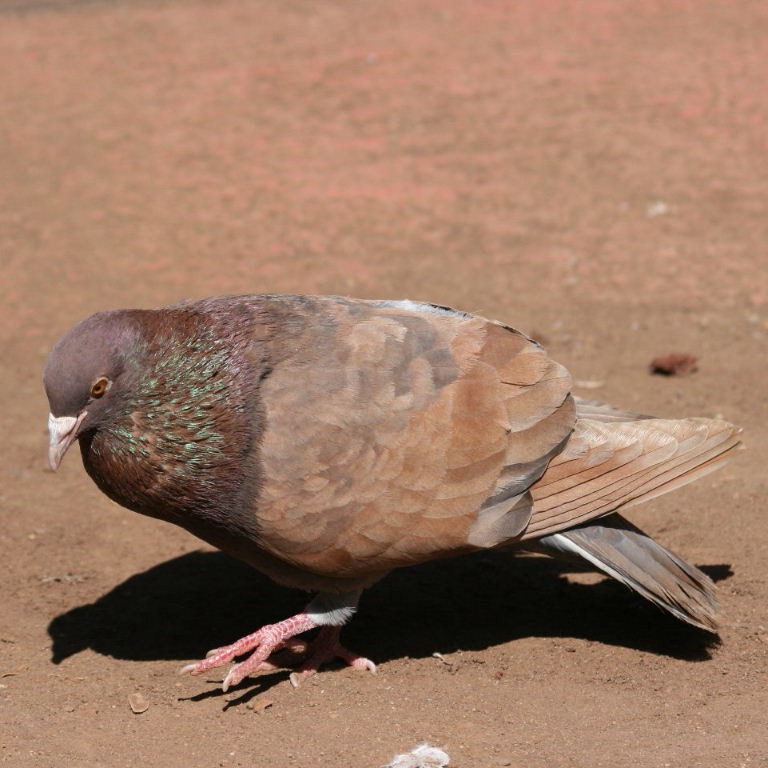 Pigeon courting