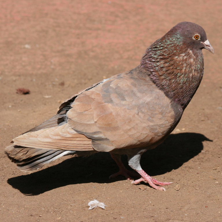 Pigeon courting