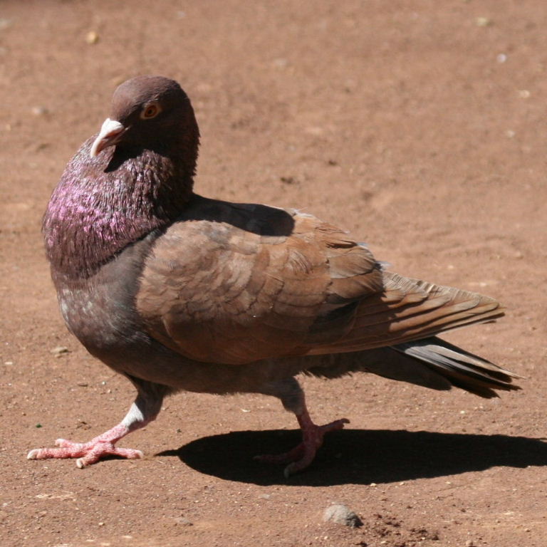 Pigeon courting