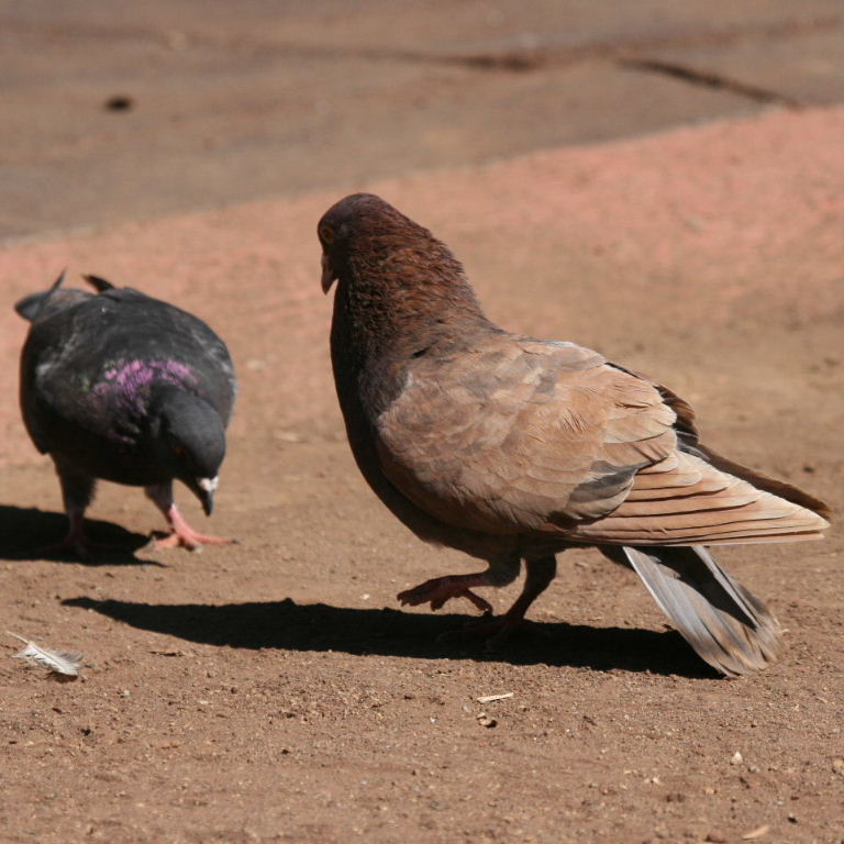Pigeon courting