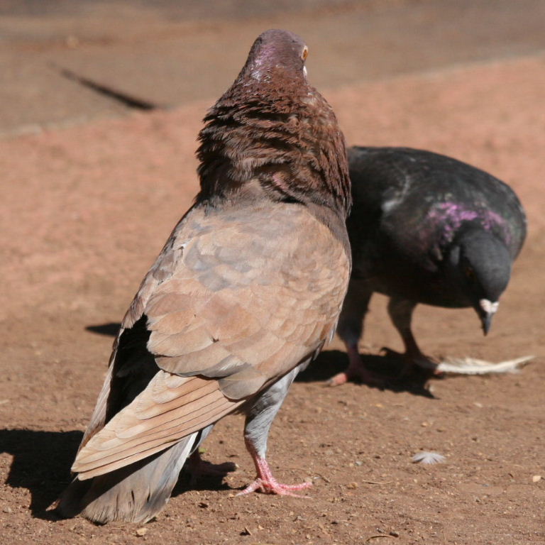 Pigeon courting