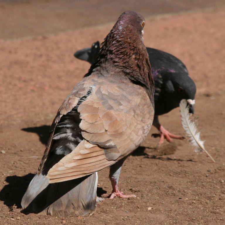 Pigeon courting