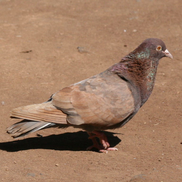 Pigeon courting