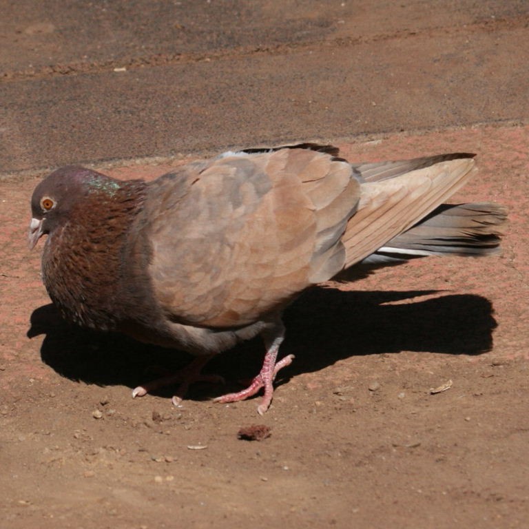 Pigeon courting