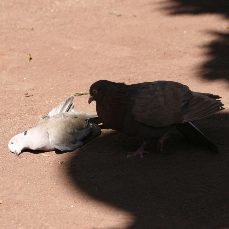 Pigeon courting