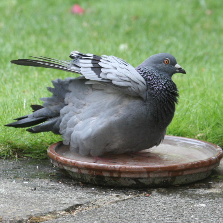 Pigeon bathing