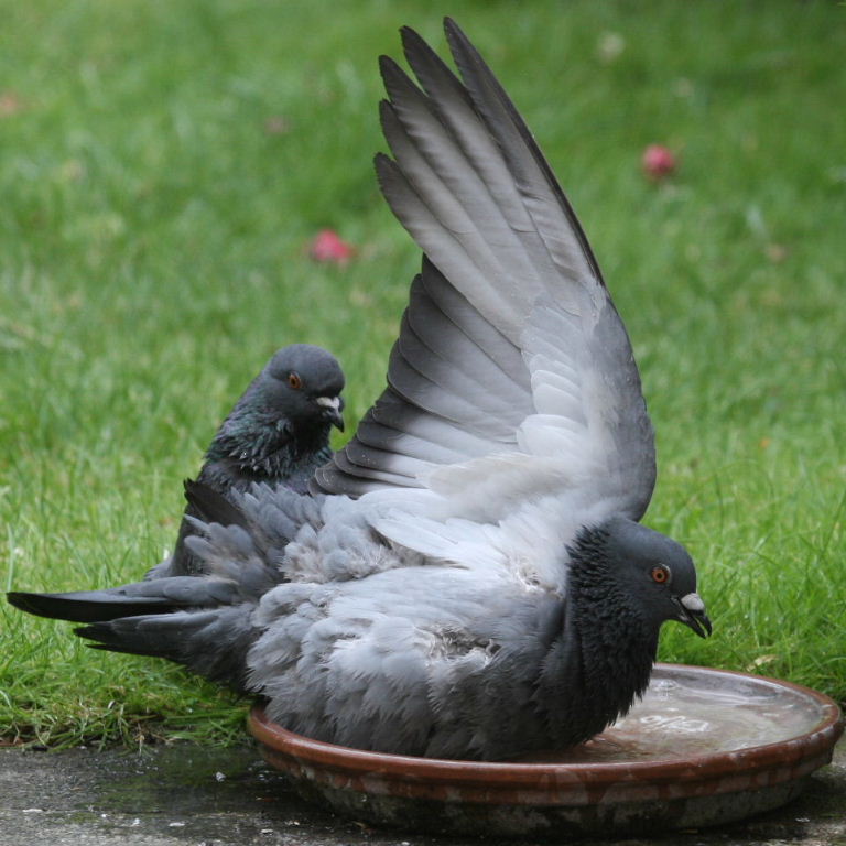 Pigeon bathing