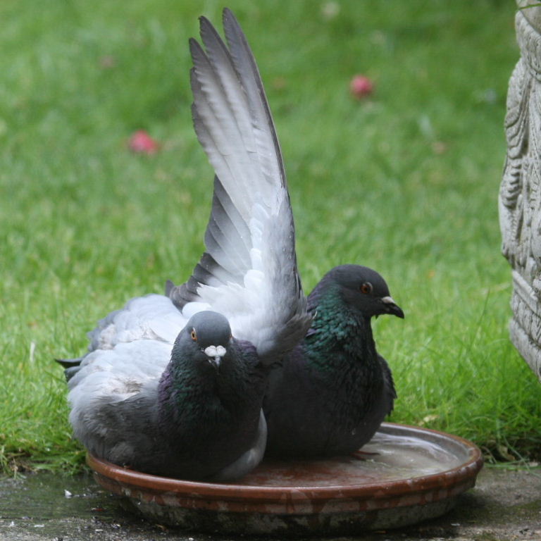 Pigeon bathing