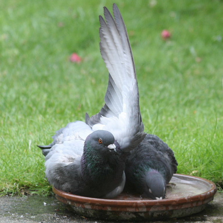 Pigeon bathing
