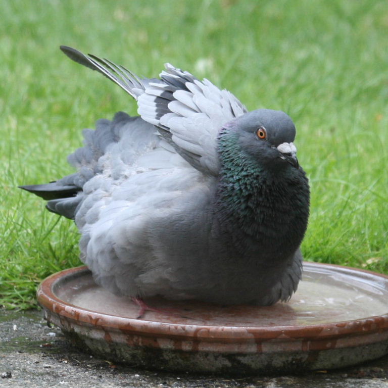 Pigeons The Bath