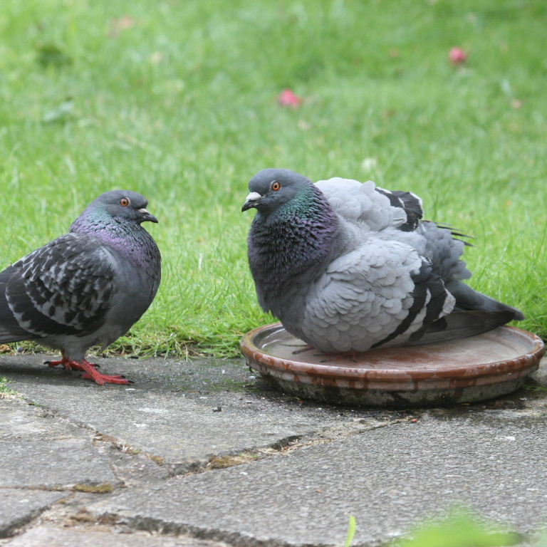 Pigeon bathing