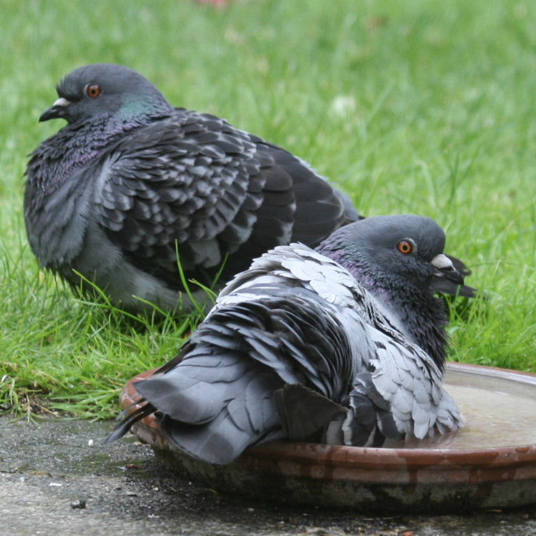 Pigeon bathing