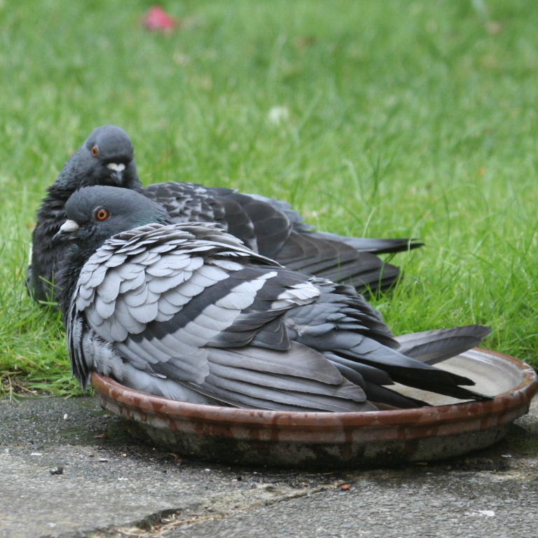 Pigeon bathing
