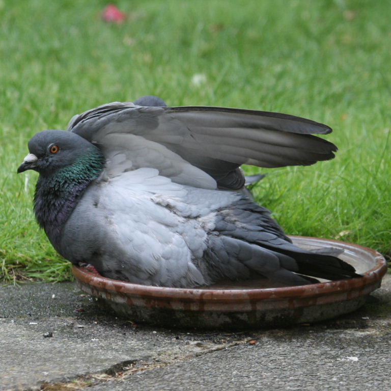 Pigeons The Bath