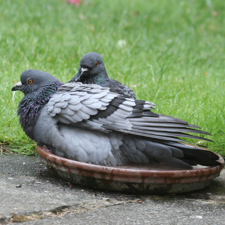 Pigeons The Bath