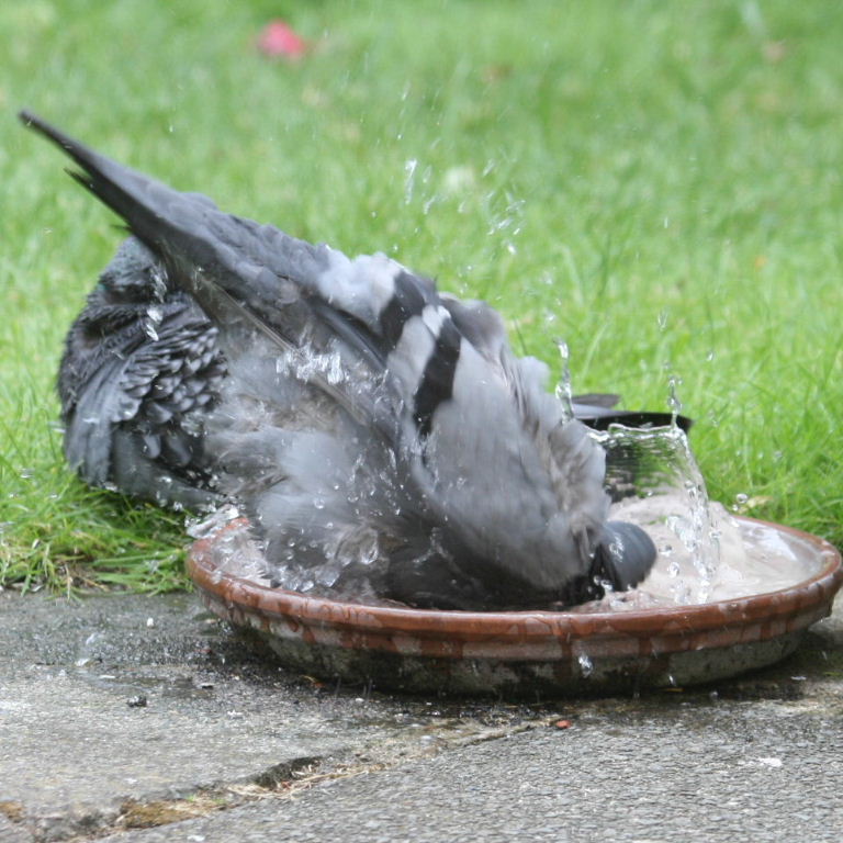 Pigeon bathing
