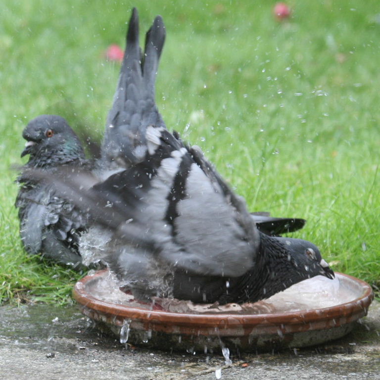 Pigeon bathing