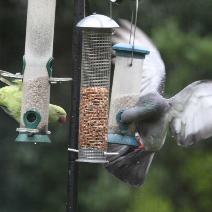 Pigeon at bird feeder