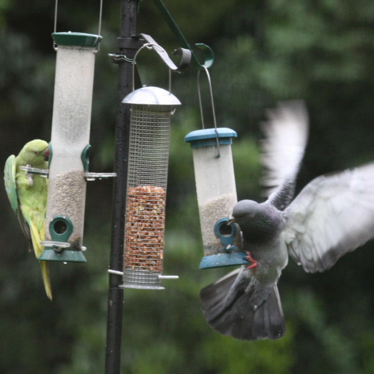 Pigeon at bird feeder with parakeet