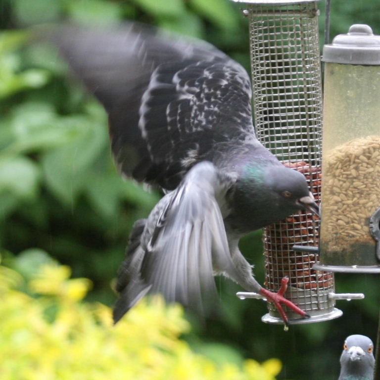 Pigeon at bird feeder