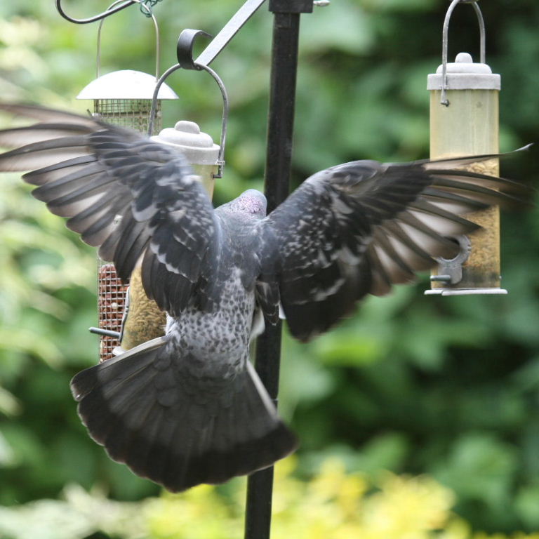 Pigeon on bird feeder