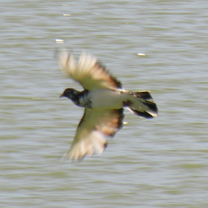 Water Pigeon