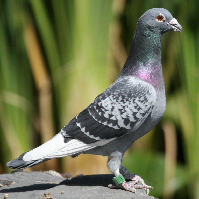 Racing pigeon