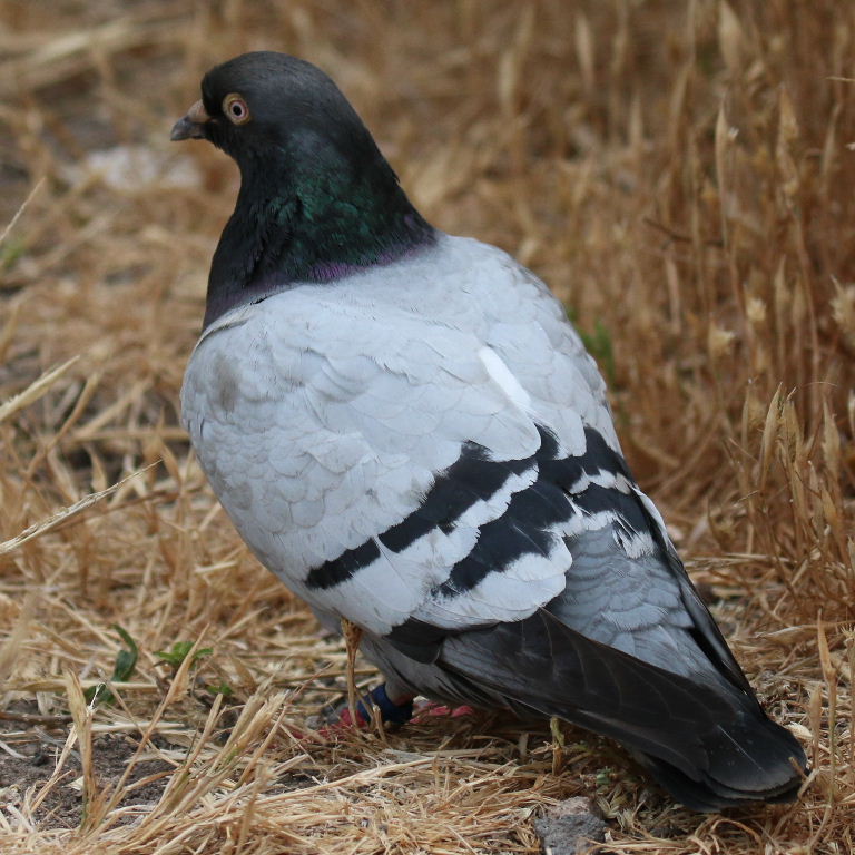 Racing pigeon