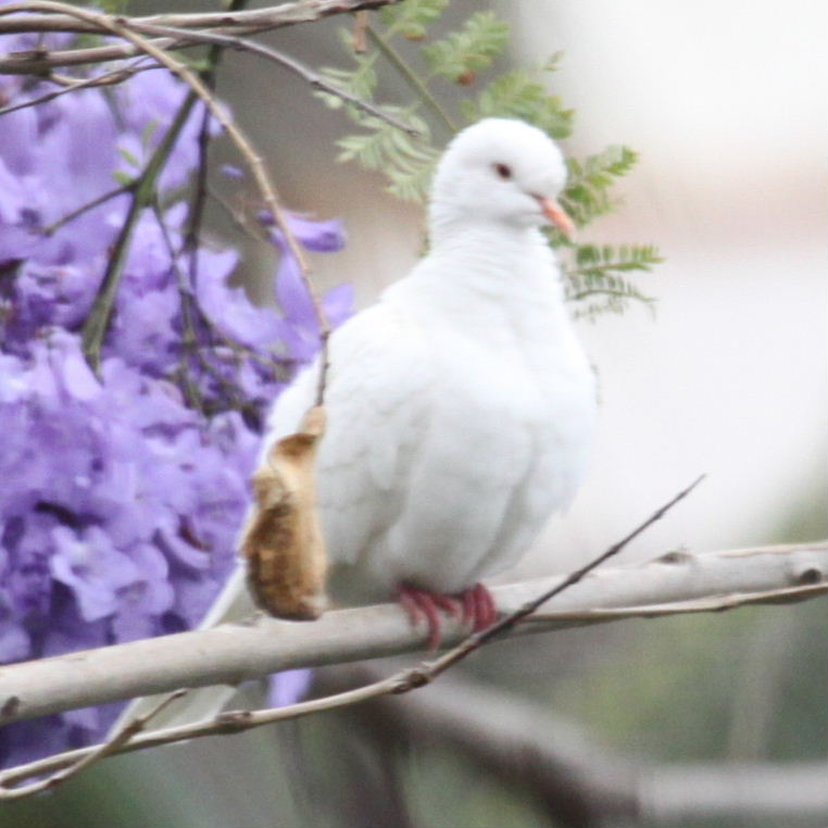 White Collared Dove