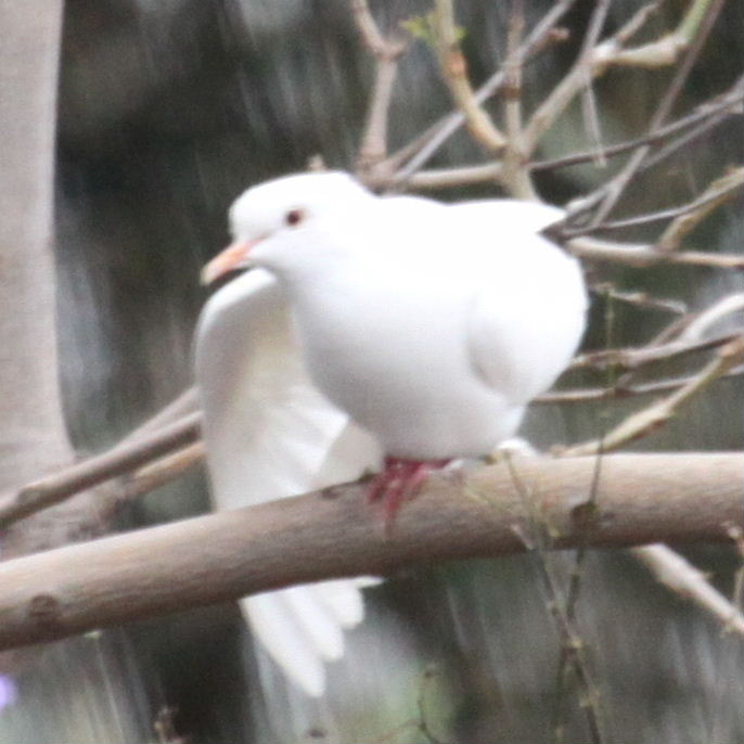 White Collared Dove