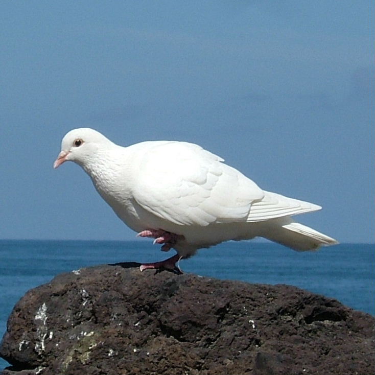 White Pigeon