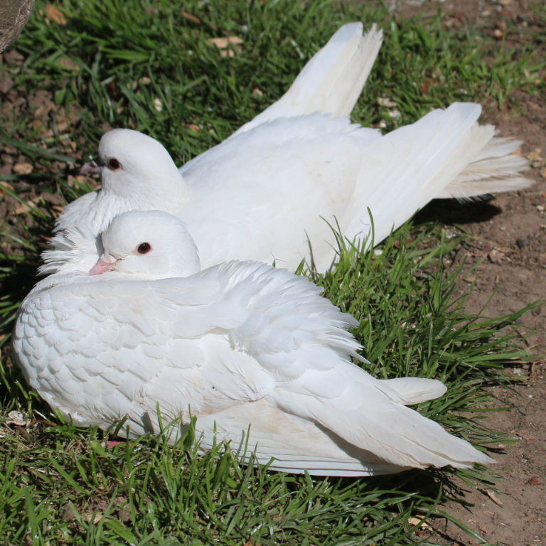 White dove