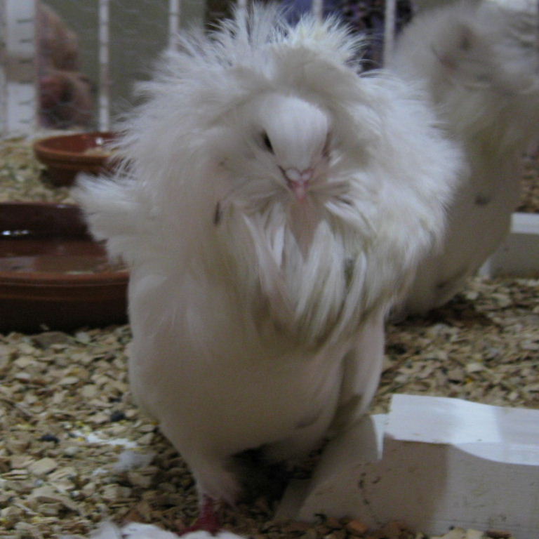 Jacobean Lion Pigeon