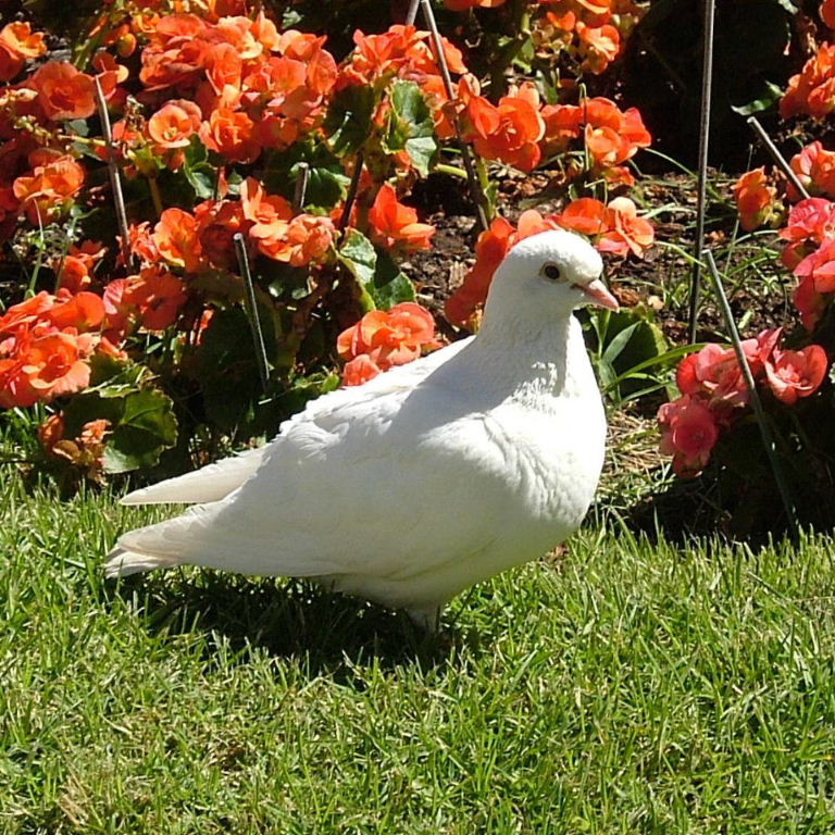 White dove